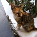 Mykonos Katzen (101)